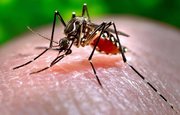 Вирусолог заявила о риске заразиться в России лихорадкой Западного Нила через укус комара