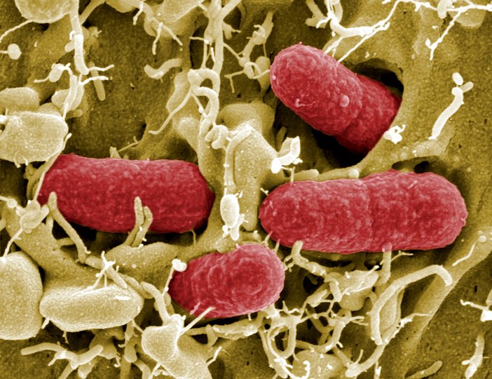 Стало известно, что бактерии в кишечники могут замедлить старение
