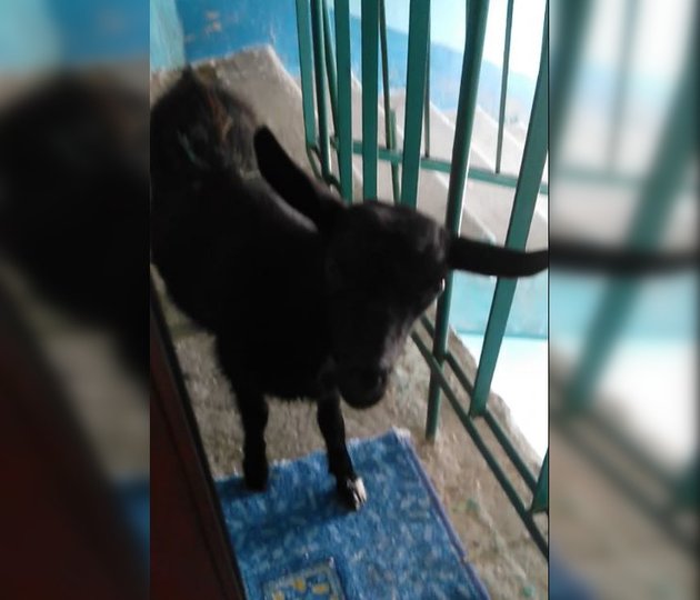 Жительница Башкирии обнаружила в своем подъезде козу