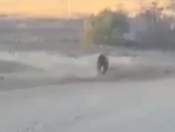 «Доставайте котэ»: В Башкирии засняли бегущего по дороге медведя