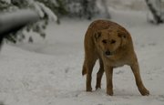 В Курултае Башкирии сообщили об эффективном методе борьбы с агрессией бездомных собак