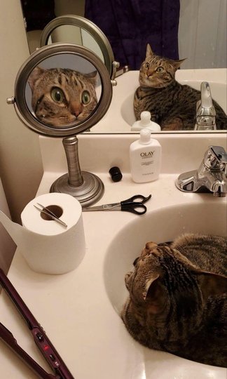 Пользователей Сети восхитило фото кошки, удивленной собственным видом