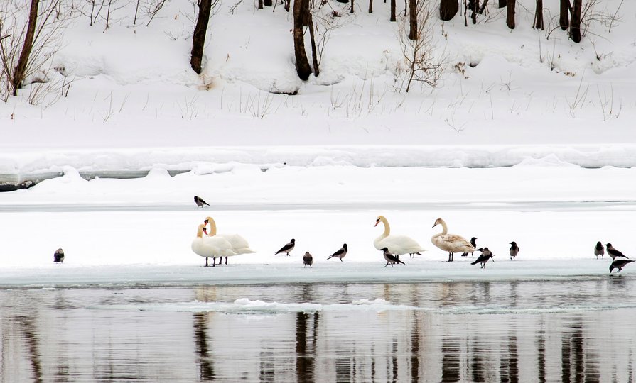 В Башкирии два белых лебедя разбились о лед на реке, не успев улететь на юг