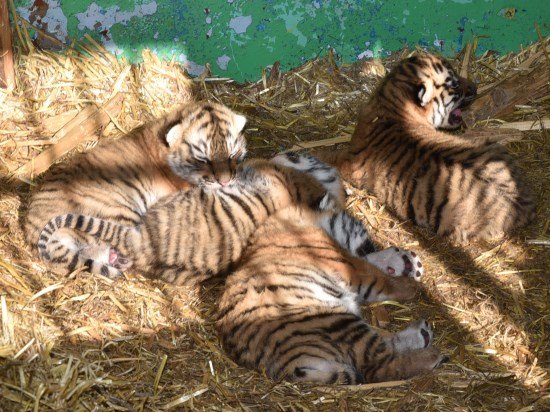 В Башкирии в передвижном зоопарке родились четыре уссурийских тигренка