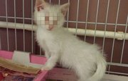 В Башкирии котёнок, которому выбили глаза, ищет заботливых хозяев – Малыш чувствует себя прекрасно