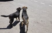 В Башкирии планируют отстреливать одичавших собак