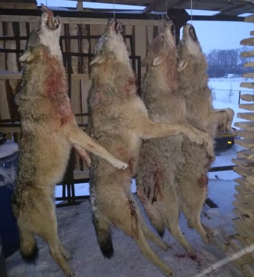 В Башкирии стая волков напала на животноводческий комплекс и растерзала телёнка