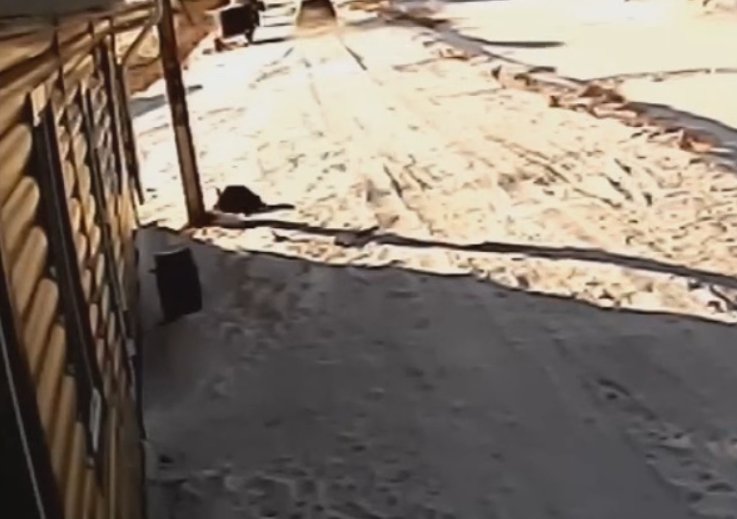 Видео: В Башкирии неизвестный застрелил собаку