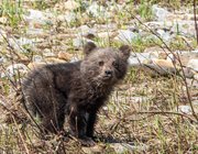 В Башкирии трехмесячный медвежонок вышел попозировать фотографу