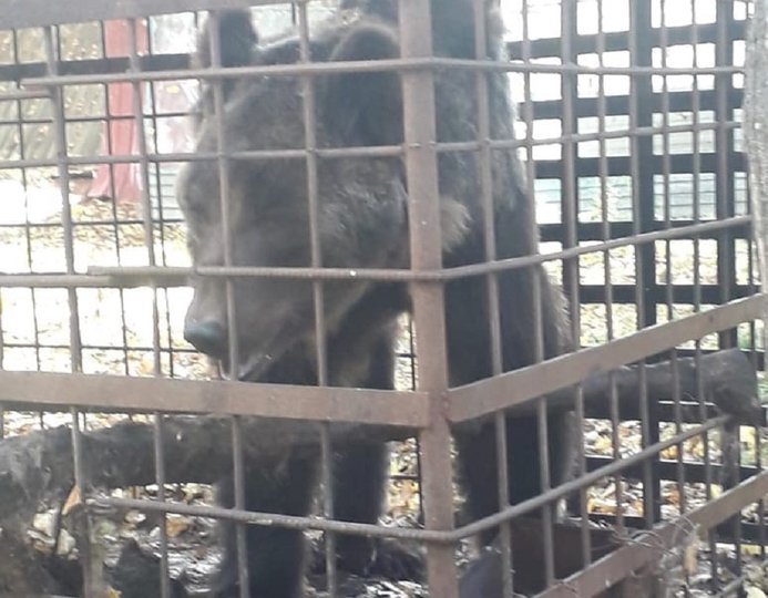 В Башкирии спасли запертого в клетке медведя