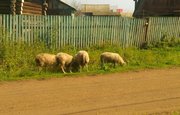В Башкирии обнаружили зараженных бруцеллезом овец
