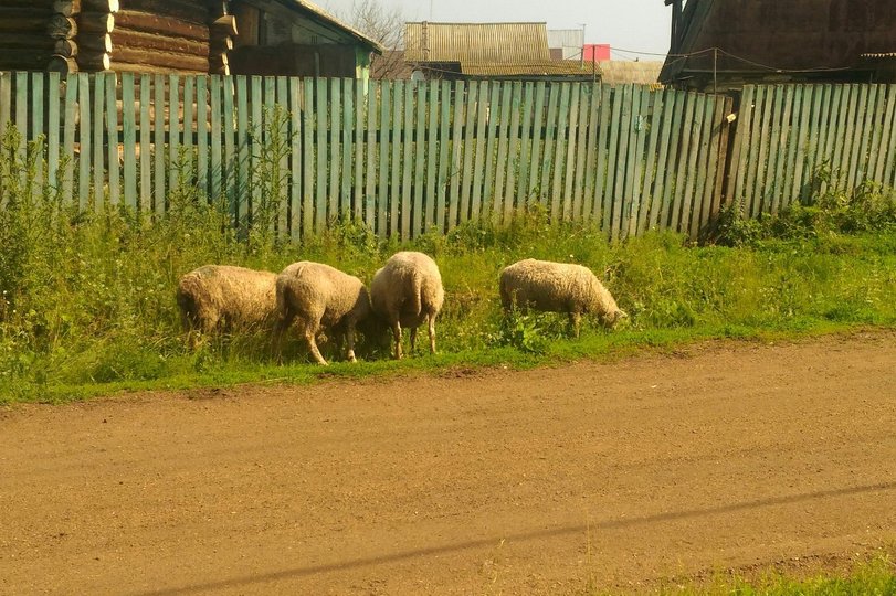 В Башкирии обнаружили зараженных бруцеллезом овец