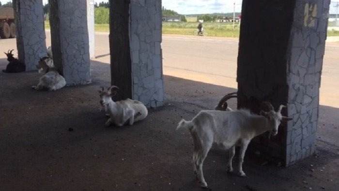В одной из деревень Башкирии козы облюбовали остановку