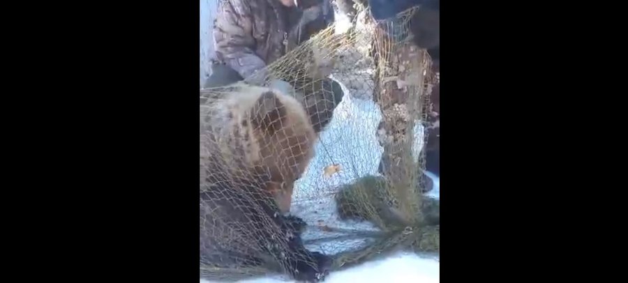 Деревенские жители в Башкирии помогли медвежонку, вышедшему к людям, не умереть от истощения