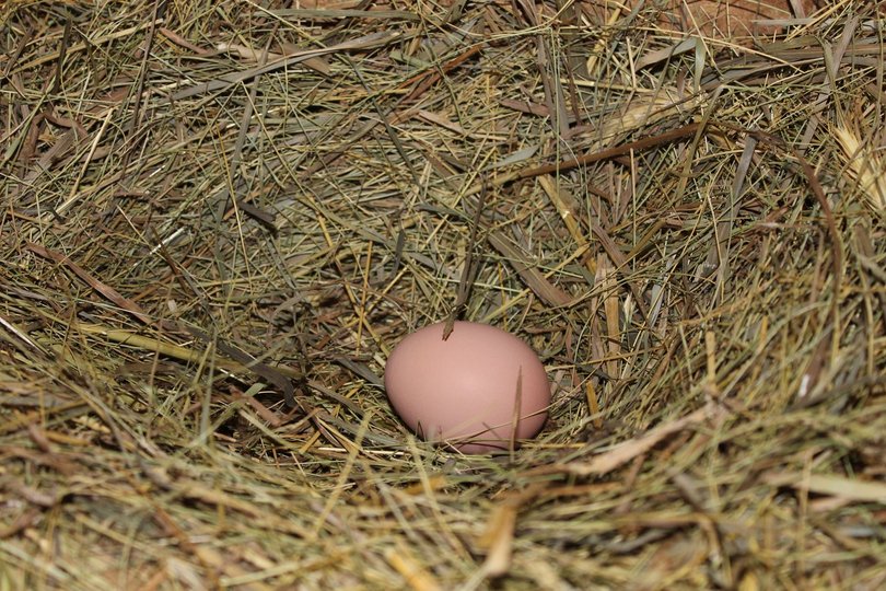 Эксперты из Германии рассказали, чем отличаются яйца с белой и коричневой скорлупой