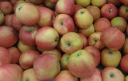 В Башкирии водитель украл 13 ящиков яблок