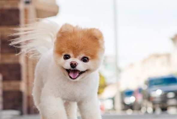 В США скончался «самый милый в мире пес» по кличке Бу 