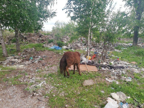 Зверинец в Башкирии готов забрать измученного пони со свалки 