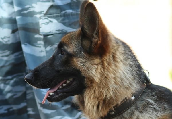 В Башкирии служебная собака помогла полицейским в поиске наркотиков