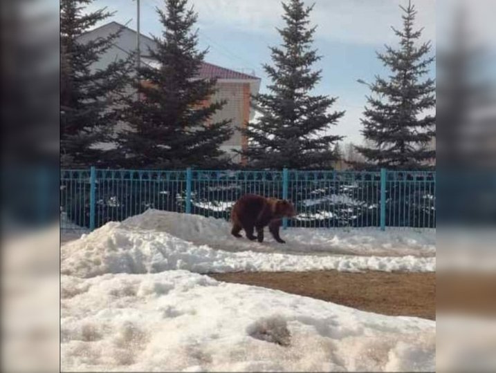 «Медведь идет в мечеть»: Жителей Башкирии взбудоражило известие о разгулявшихся хищниках