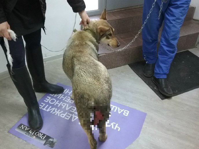 В Уфе люди жестоко надругались над собакой: животное нашли на улице в крови и с выпавшими внутренностями