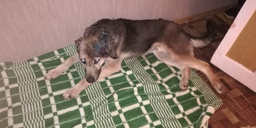«Не стреляйте, пожалуйста! Это мои собаки!» – В Башкирии мужчина прострелил голову бродячему псу на глазах у девушки-волонтера