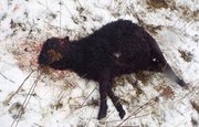 В одном из районов Башкирии волки снова задрали овец