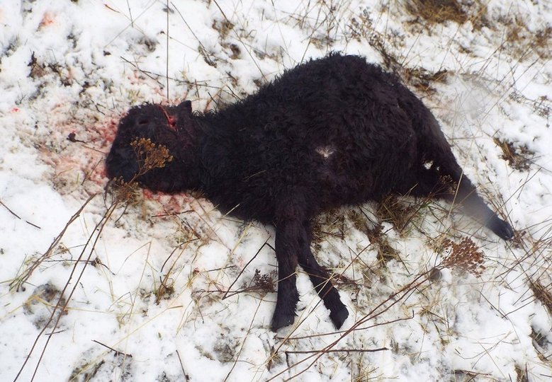 В одном из районов Башкирии волки снова задрали овец