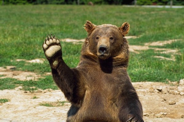 В Уфе выступит трёхметровый медведь