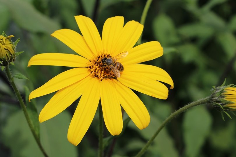 Британцев попросили не стричь газона ради спасения пчел 