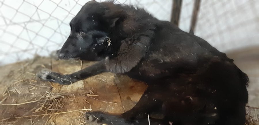 Уфимские зоозащитники обвиняют руководство приюта для собак в смерти пса