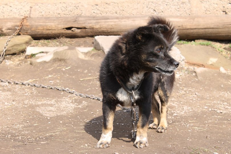 В Башкирии из квартиры выселили 40 собак