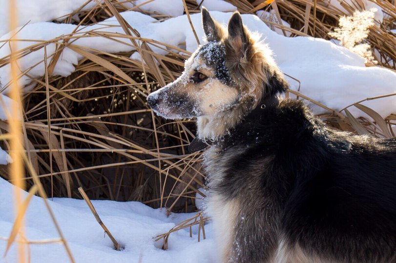Жители Татарстана, потерявшие собаку в Уфе, нашли питомца спустя два месяца
