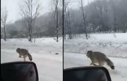 Видео: В Башкирии на проезжую часть выбежал волк