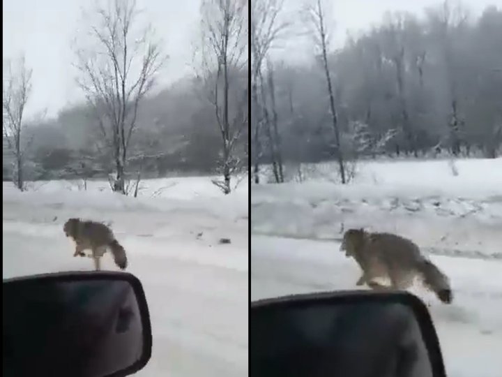 Видео: В Башкирии на проезжую часть выбежал волк