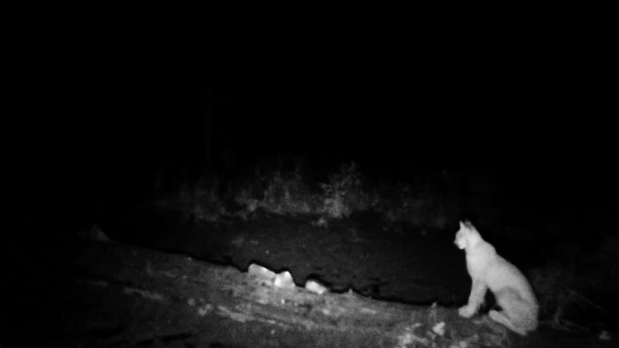 Видео: В нацпарке «Башкирия» рысь поджидала зайца 