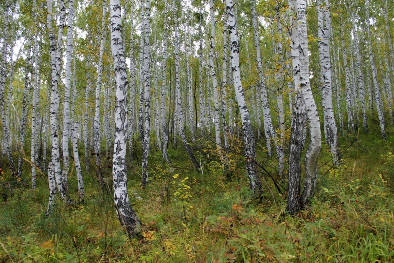 В Башкирии ищут лесорубов, незаконно вырубивших деревья на 1,5 млн рублей