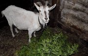 В Башкирии полиция вернула владельцу козу стоимостью 120 тысяч рублей