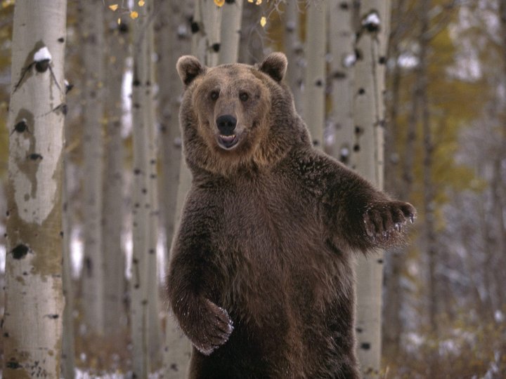 В Минэкологии сообщили количество медведей, косуль и лосей, на которых можно охотиться на территории Башкирии