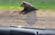 В Башкирии медведь показал путнику правильный путь