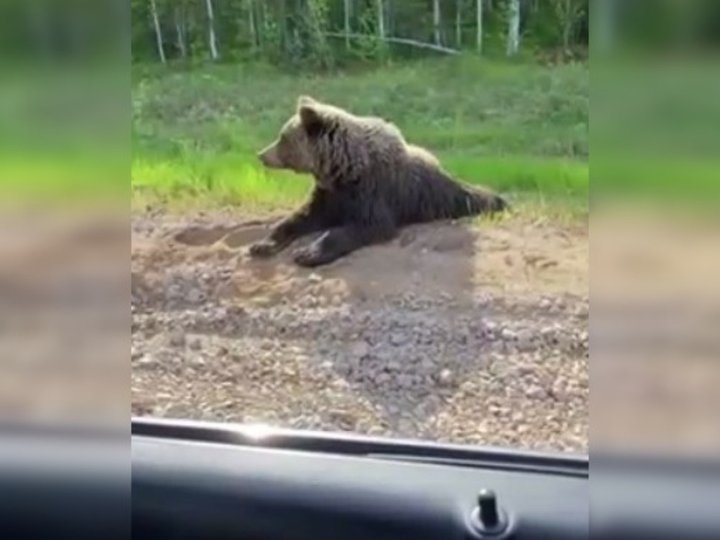 В Башкирии медведь показал путнику правильный путь