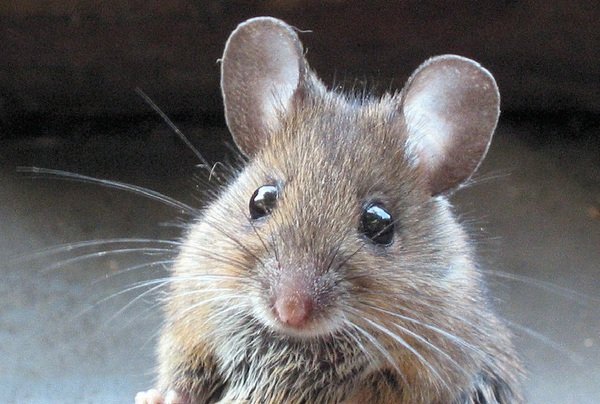 Ученые избавили крыс от алкоголизма  при помощи лазера