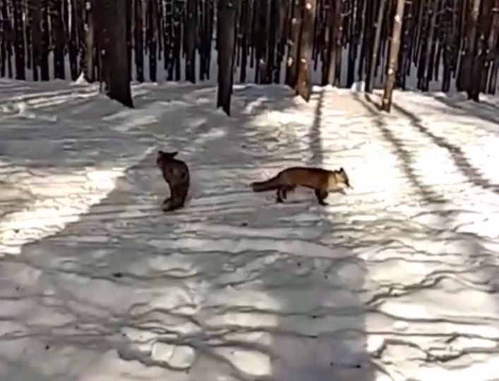 Видео: В парке Уфы разгуливают две большие лисы 