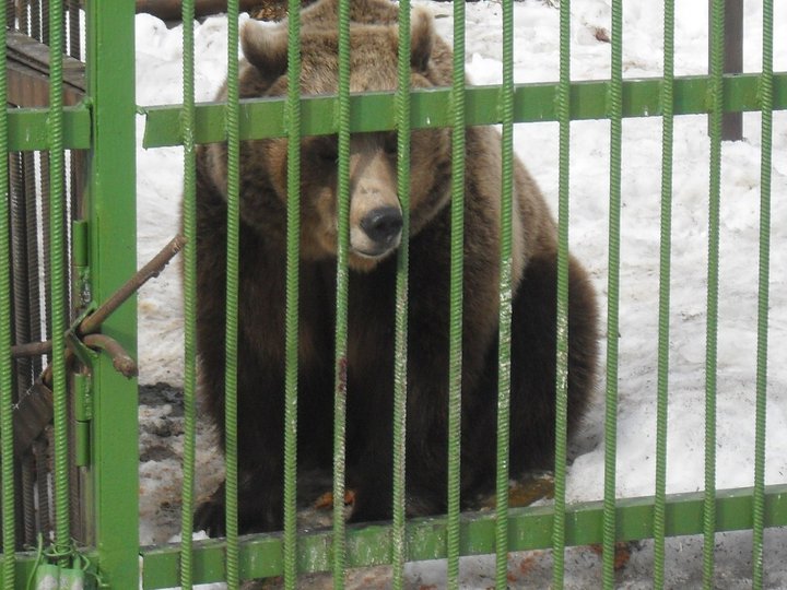 Радий Хабиров призвал пресечь массовую охоту на животных в Башкирии