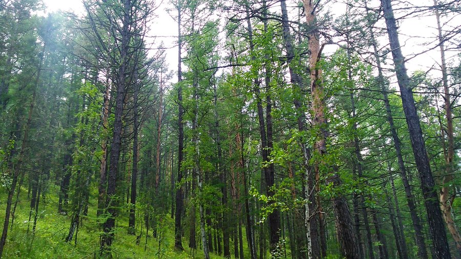 В Башкирии в лесах потерялись 15 грибников
