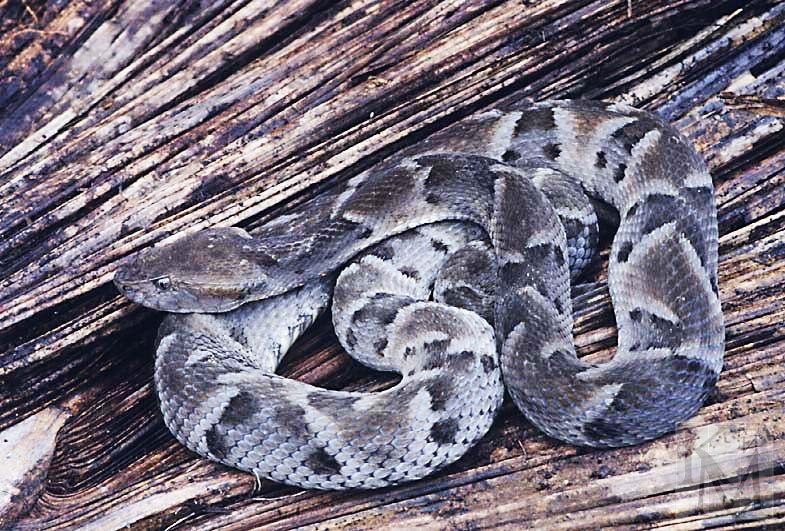 Яд гремучих змей может действовать как эффективное болеутоляющее