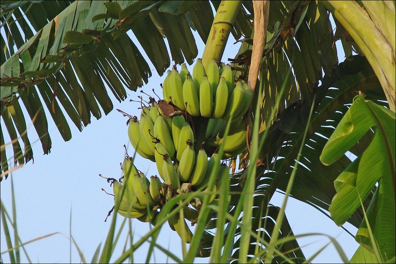 Эксперты предупреждают о серьёзной опасности банановой кожуры