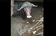 «Беспощадно "драли"»: В Башкирии стая агрессивных собак едва не загрызла козленка 