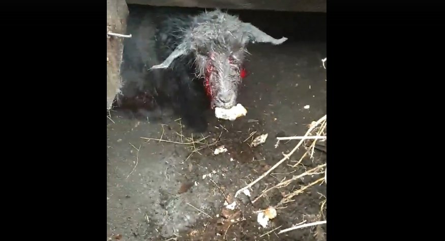 «Беспощадно "драли"»: В Башкирии стая агрессивных собак едва не загрызла козленка 