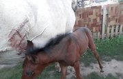 В Башкирии лошадь получила раны, защищая жеребёнка от медведя 